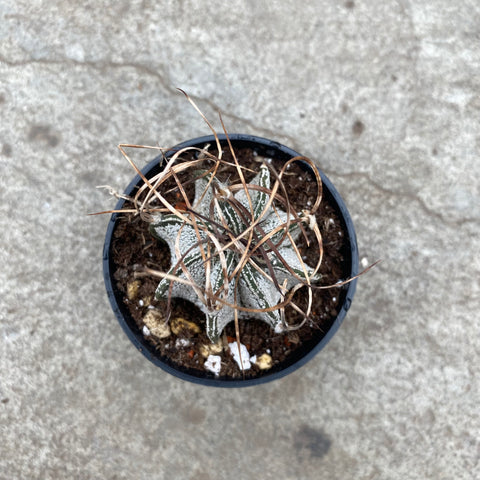 Astrophytum capricornus cv. Crassispinoids