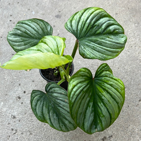 philodendron menkei Philodendron mamei – Serres Lavoie