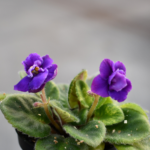 Saintpaulia (African violet) 'Trinket On Edge'