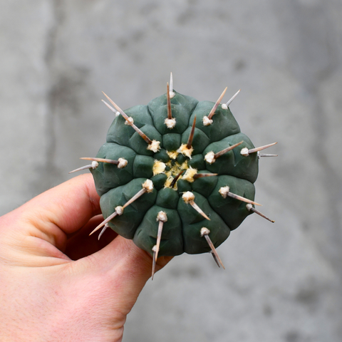 Gymnocalycium bodenbenderianum