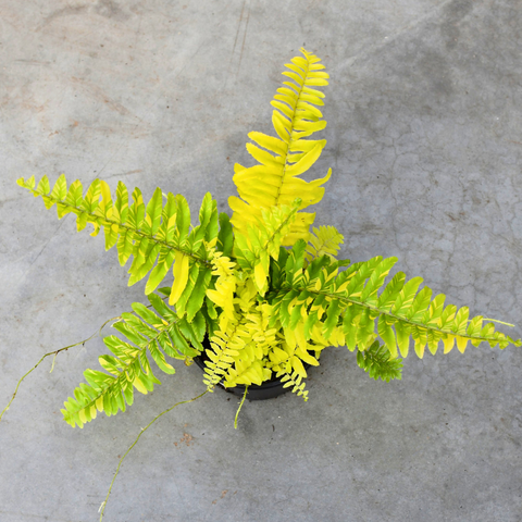 Nephrolepis exaltata 'Tiger'