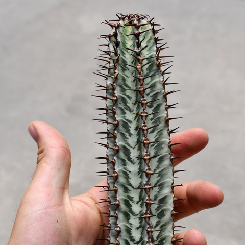 Euphorbia confinalis ssp. rhodesia 