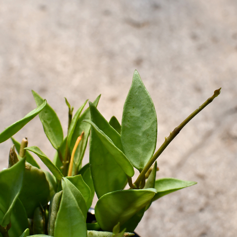 Hoya lacunosa 'Mint'