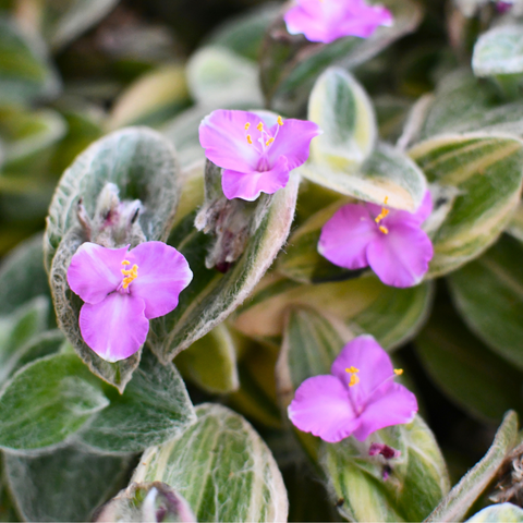 Tradescantia sillamontana f. variegata