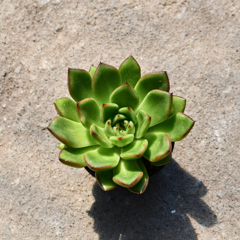Echeveria agavoides 'Red Tip'