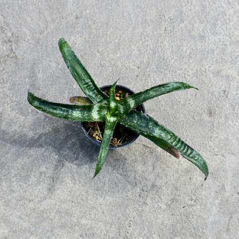 Lomatophyllum prostratum