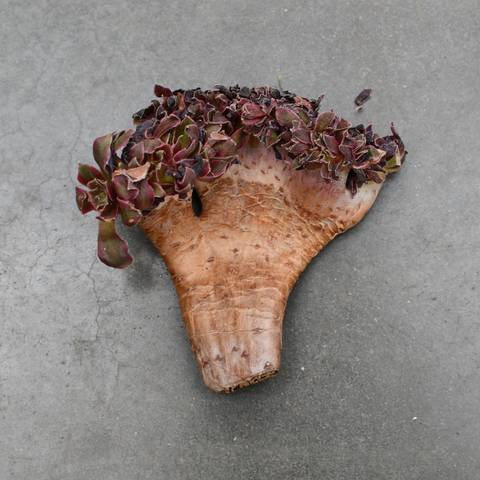 Aeonium 'Godess' variegata cristata