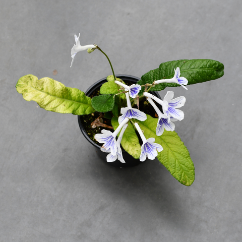 Streptocarpus 'Ladyslippers White Ice' variegata