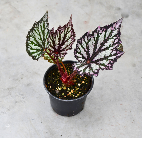 Begonia rex 'Summer Storm'