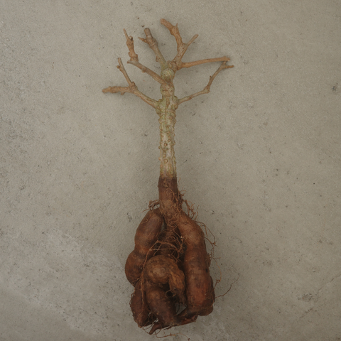 Operculicarya hyphaenoides
