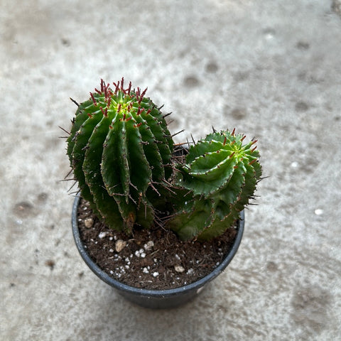 Euphorbia polygona hybrid