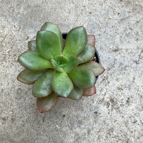 Echeveria 'Huadan