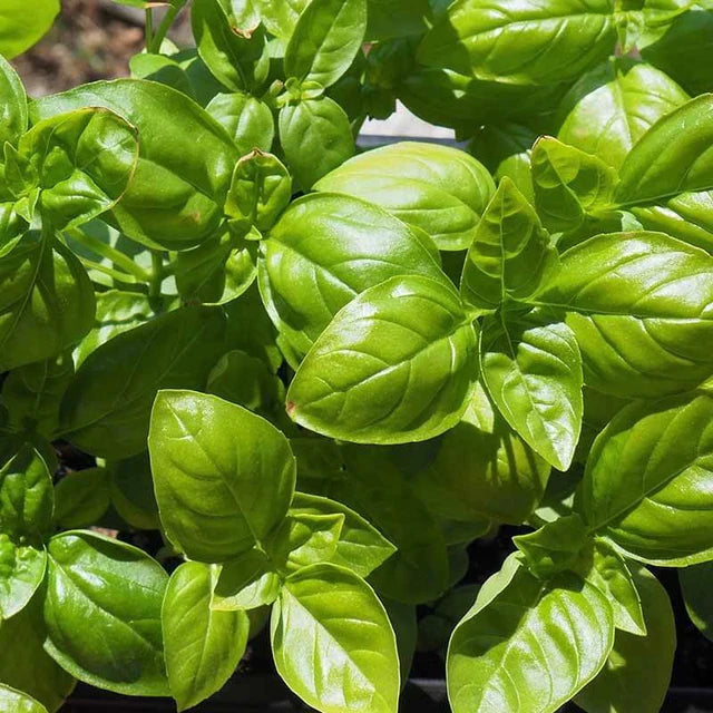 Open-pollinated Basil seeds GENOVESE