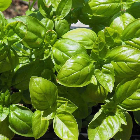 Open Pollinated Basil Seeds GENOVESE