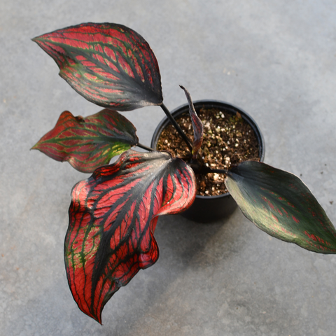 Caladium 'Siamese Month'