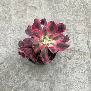 Open image in slideshow, Aeonium 'Pink Witch
