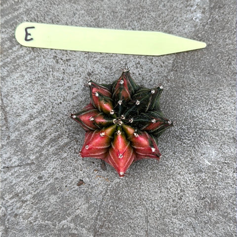 Gymnocalycium mihanovichii f. variegata (Large) 