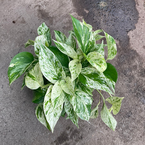 Epipremnum aureum 'Marble Queen'