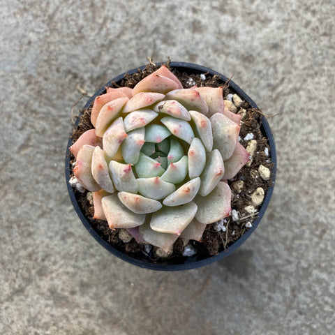 Echeveria TP.