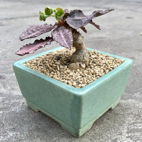 Euphorbia francoisii hybrid with decorative pot