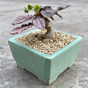 Ouvrir l&#39;image dans le diaporama, Euphorbia francoisii hybrid avec pot décoratif
