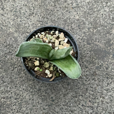 Gasteria bicolor 'Frostii'