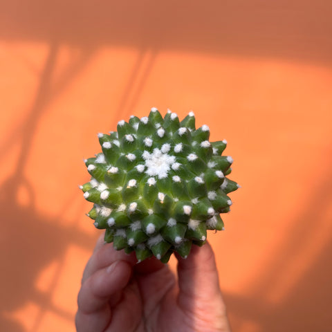 Mammillaria bucareliensis 'Erusamu'