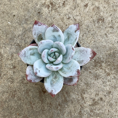 Echeveria 'Sang-A'