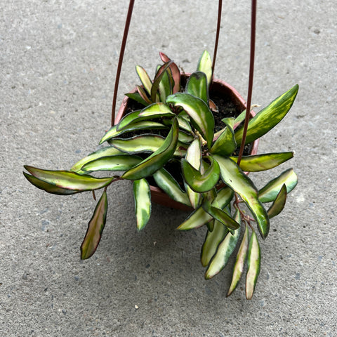 Hoya wayetii f. Variegata