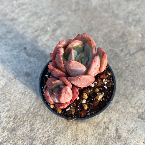 Echeveria oncorhynchus 'Salmon'