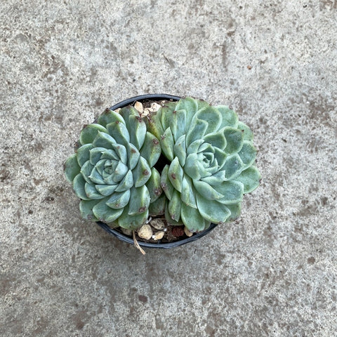 Echeveria 'Hyalina E. Walther'