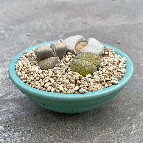 Mixed lithops with decorative pot