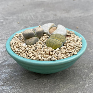 Open image in slideshow, Mixed Lithops with decorative pot
