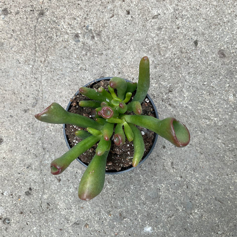 Crassula ovata "Gollum"