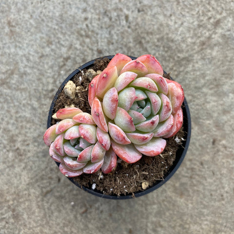 Echeveria 'Soul shadow Red border'