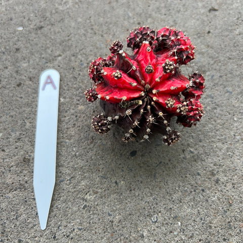 Gymnocalycium mihanovichii f. variegata (Gros)