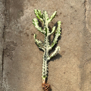 Open image in slideshow, Euphorbia lactea cv. White Ghost
