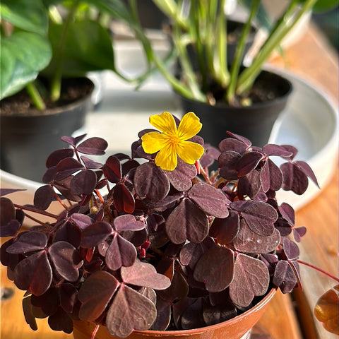 Oxalis articulata Burgundy yellow