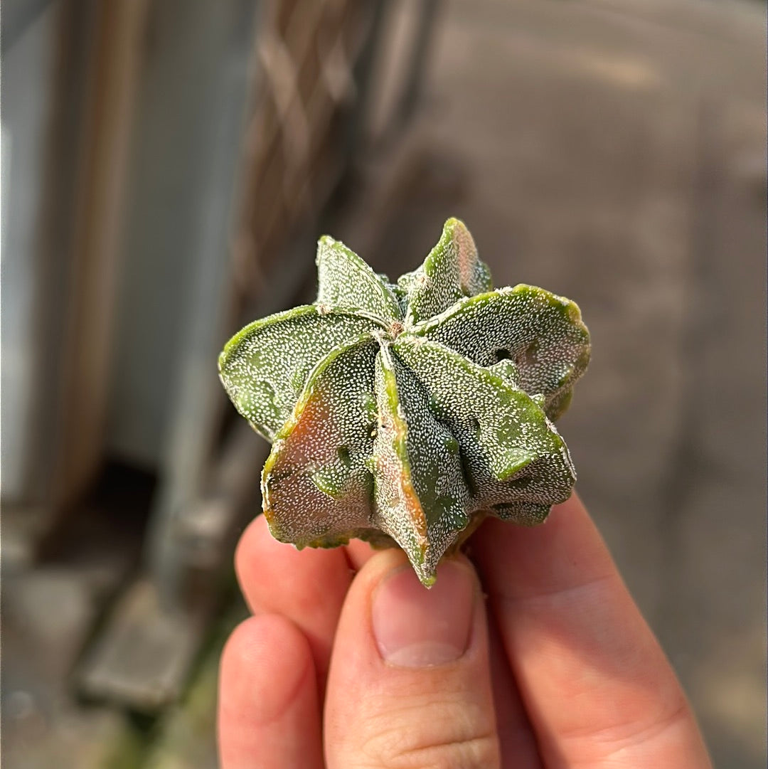 Astrophytum myriostigma cv. Fukuryu f. variegata