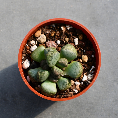 Aloinopsis schooneesii