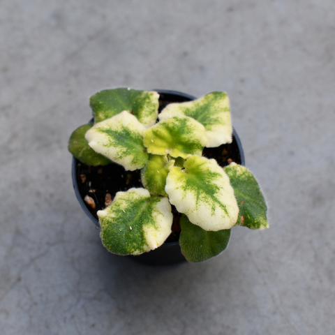 Saintpaulia (African violet) 'Sunny Salmon'