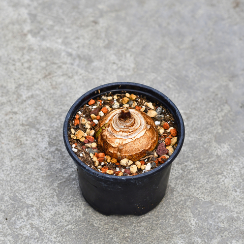 Scadoxus multiflorus