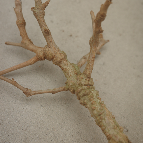 Operculicarya hyphaenoides