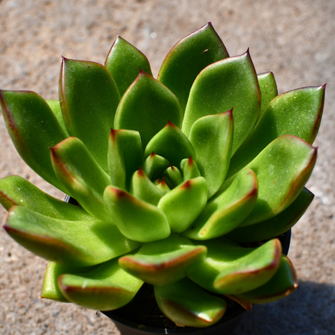 Echeveria agavoides 'Red Tip'