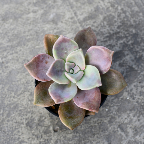 Echeveria 'Baby Face'