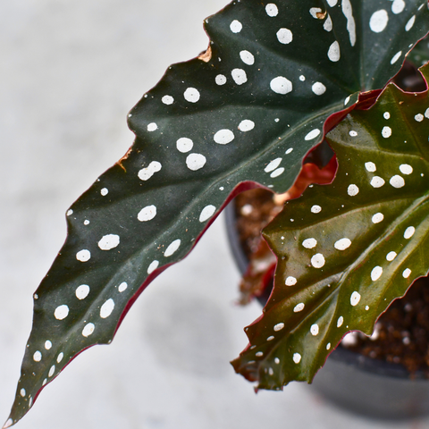 Begonia maculata 'Black Forest' 