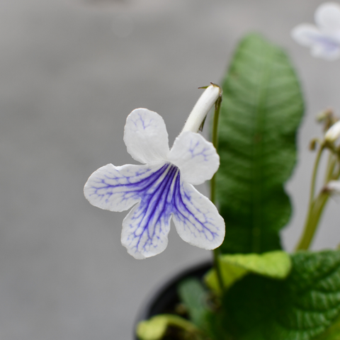 Streptocarpus 'Ladyslippers White Ice' variegated