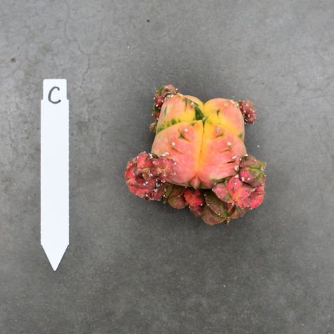 Astrophytum myriostigma nudum f. variegata