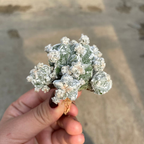 Astrophytum myriostigma cv. Fukuryu f. will proliferate