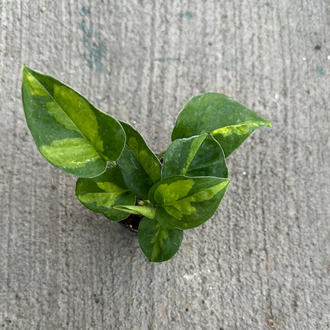globe pothos Epipremnum aureum 'Global Green' – Serres Lavoie